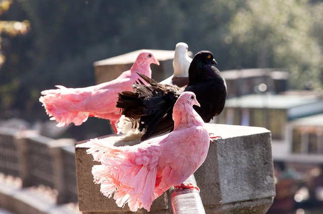 乃至全球的 乃至全球的